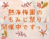 ＼熱海梅園のもみじ祭り、開催中／